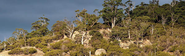 
 Derby Hillside - Tasmania Australia 
 Photo courtesy of Data Shine / Light Magic
