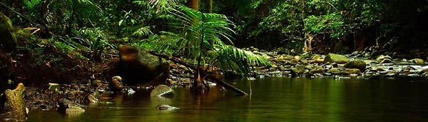 
 Photo Excerpt from
 Oliver Creek – Daintree Rainforest at Dusk 
 Queensland Australia 
 Photo courtesy of Data Shine / Light Magic
